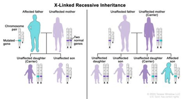 What does it mean to be X linked recessive