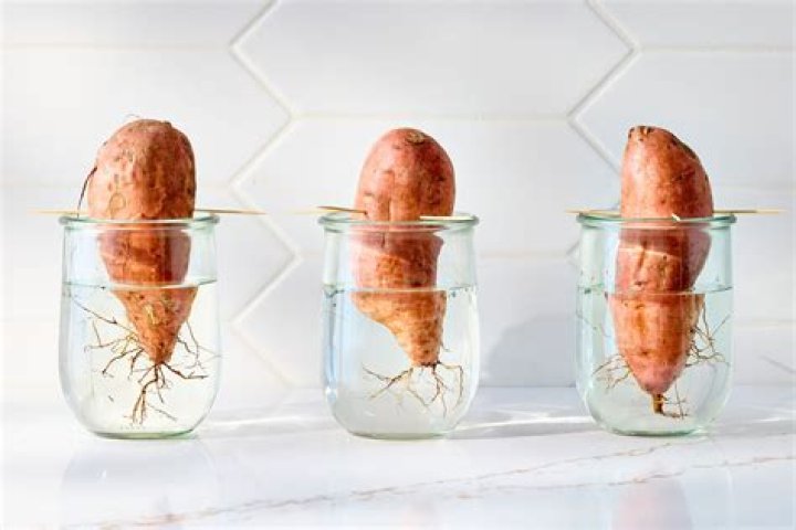 What does sweet potato pair well with?