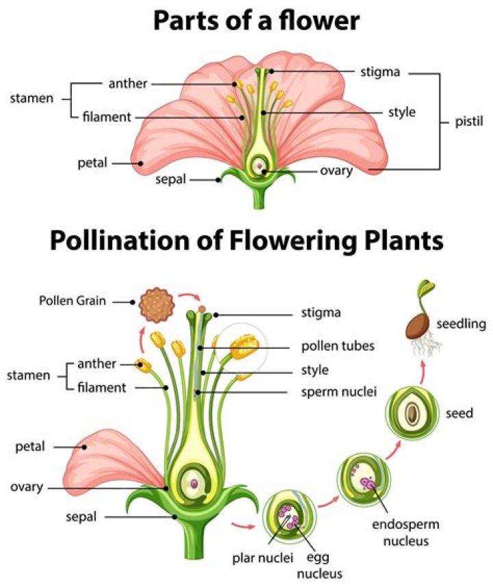 What flowers are pollinated by bats
