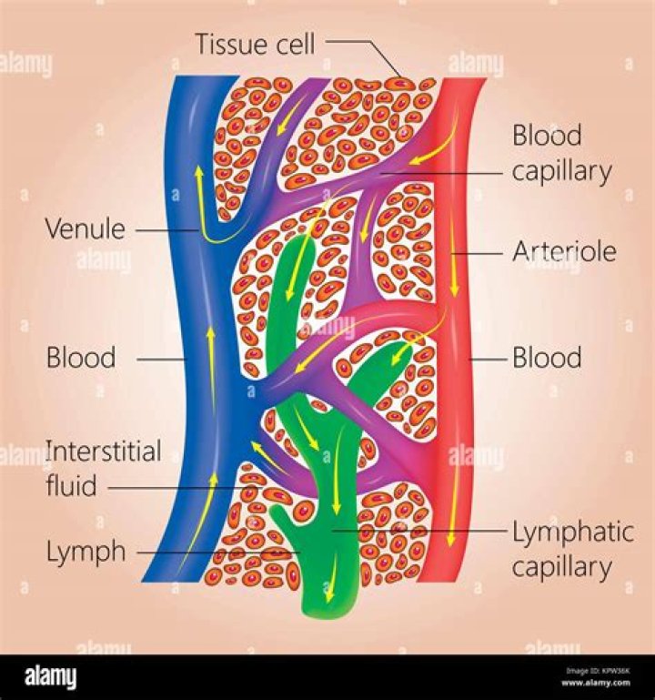 What is blood lymph