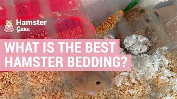 What is the best hamster