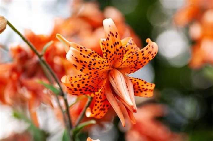 What month do tiger lilies bloom