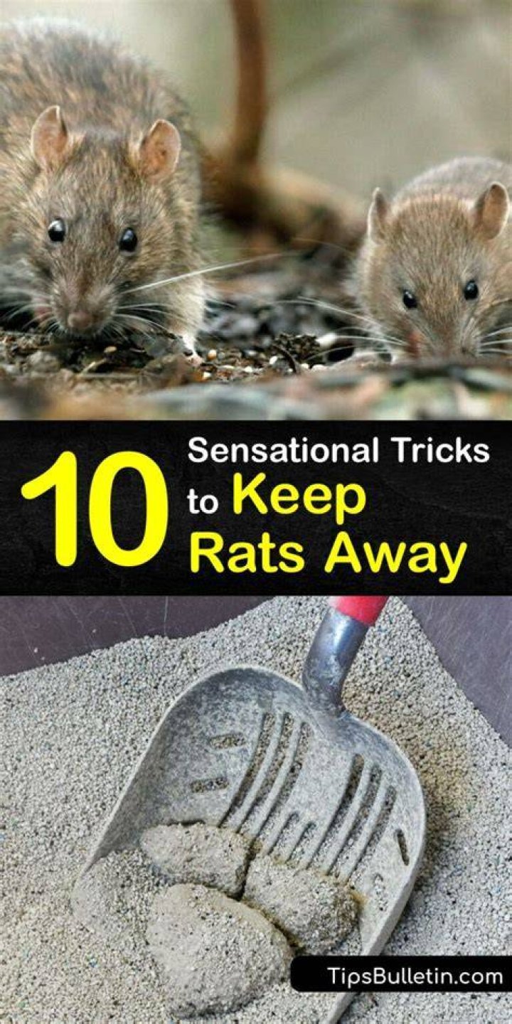 What noise keeps rats away?
