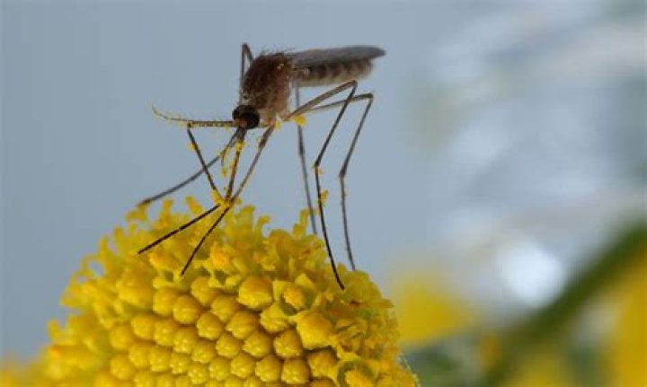 What plants do mosquitoes eat