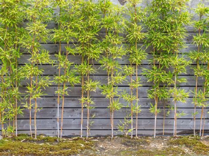 What trees make a good fence