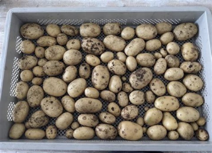 What was eaten before potatoes?
