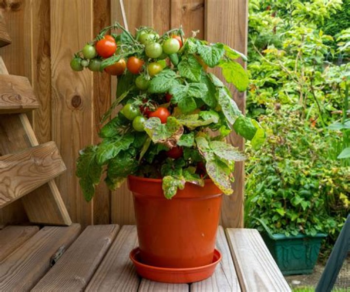 When can tomatoes go in greenhouse