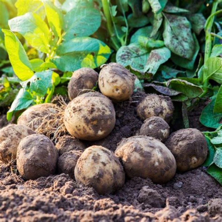 When should I fertilize my potatoes?