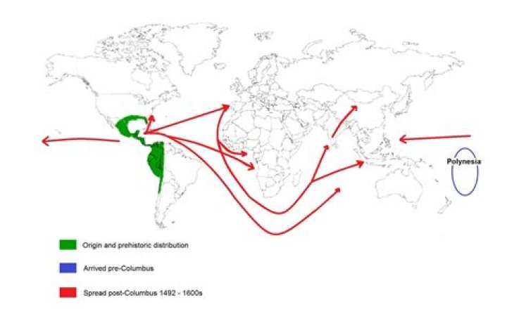 Where did the potato originated?