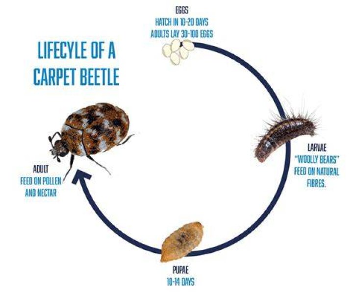 Where do potato beetles lay their eggs?