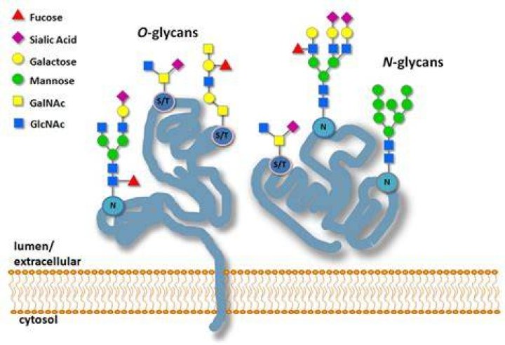 Where does N glycosylation occur