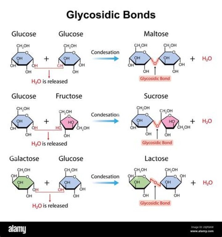 Where is disaccharide sucrose found?