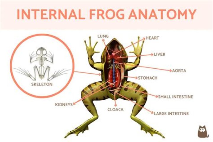Where is the cloaca located in a frog