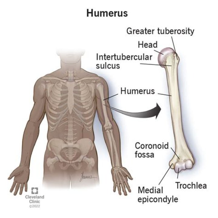 Where is the humerus in the arm
