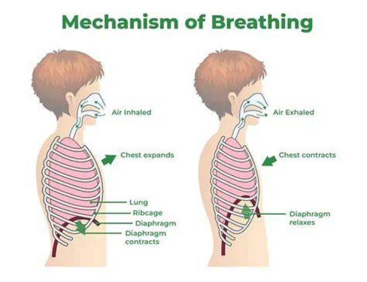 Which gas do plants breathe in