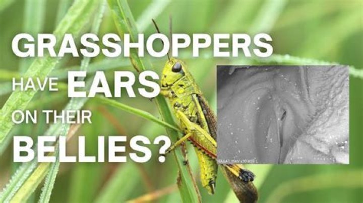 Which insects have ears on their legs?