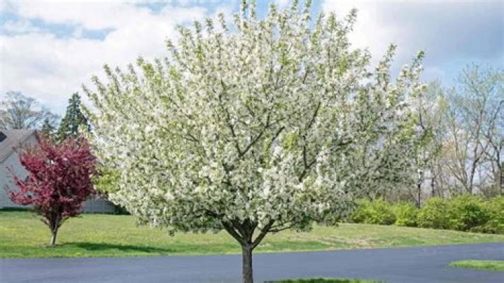 white trees