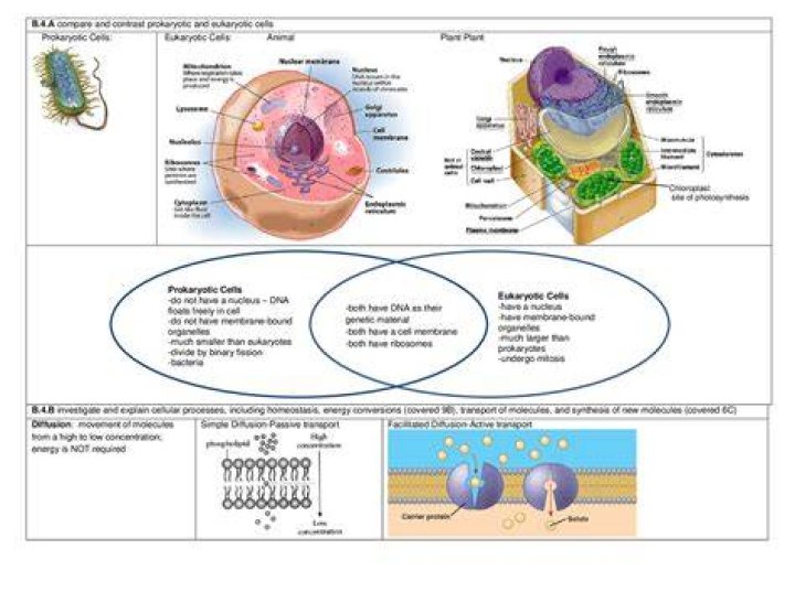 Why do eukaryotic cells have internal membranes