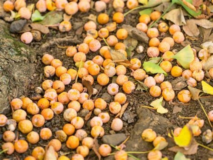 Why do potatoes smell so bad when they rot?
