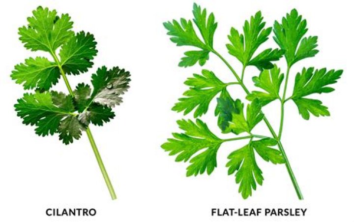 Why is flat leaf parsley better than Curly?