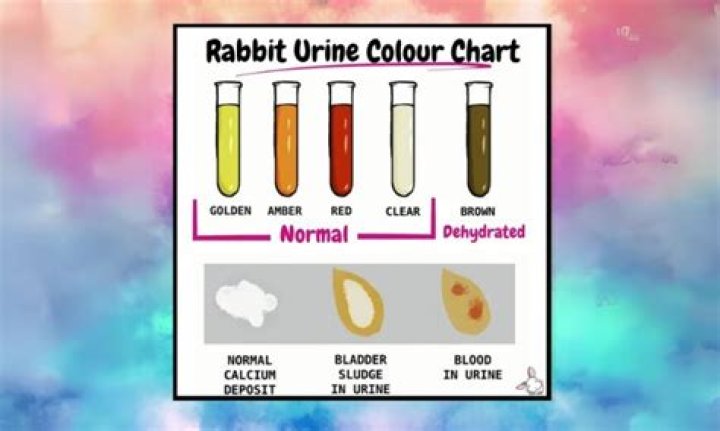 Why is my rabbits urine cloudy